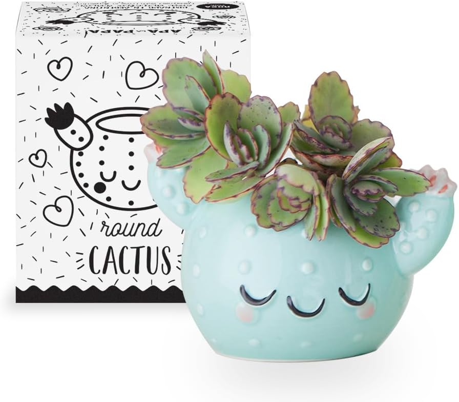 Maceta Cerámica Smiley Cactus 3x4pulg Interior Exterior