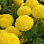 Semillas caléndula anual ornamentales para jardín 1000uds
