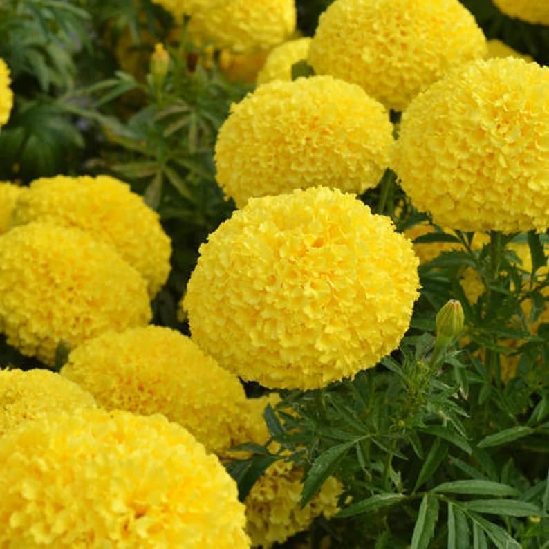 Semillas caléndula anual ornamentales para jardín 1000uds