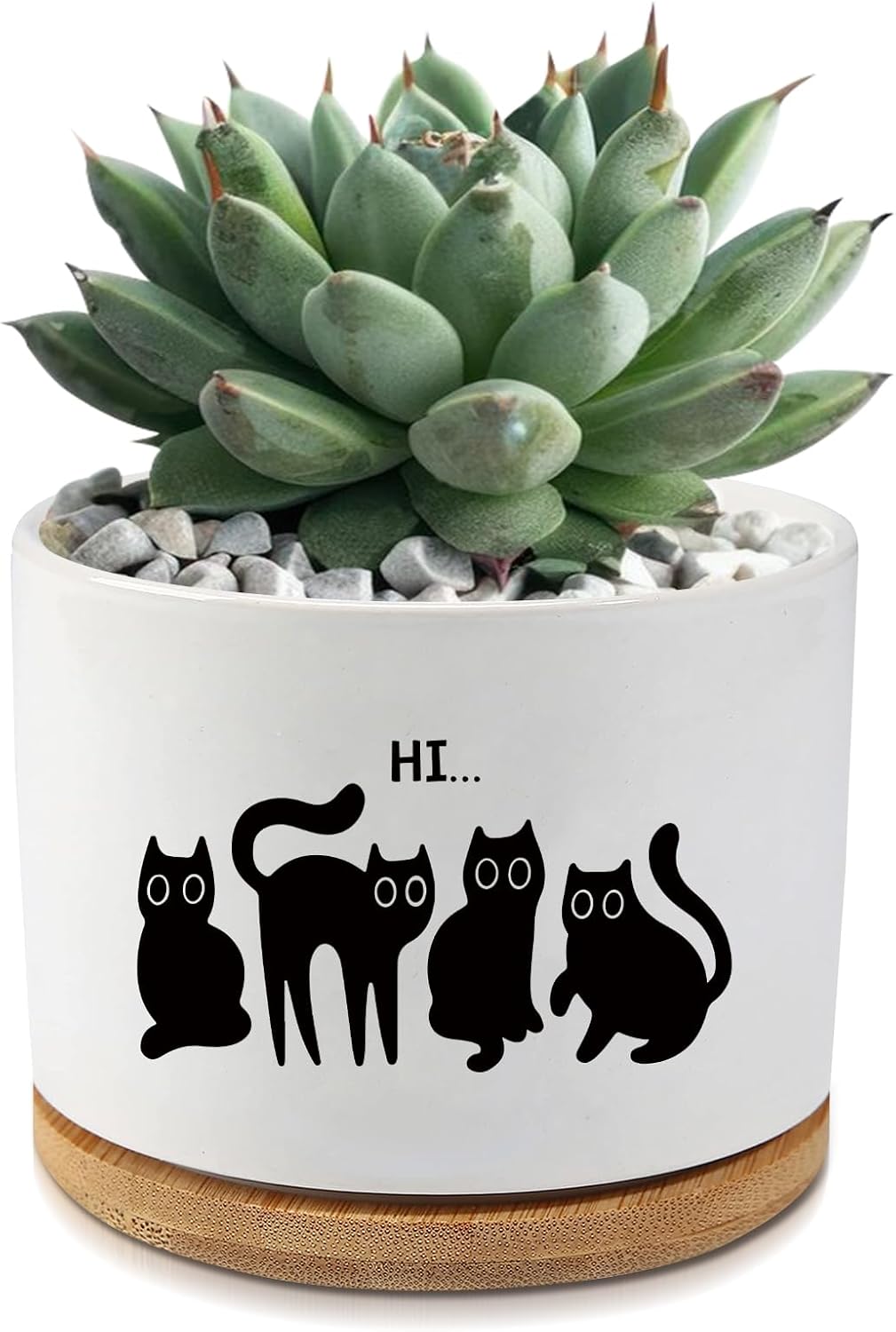 Maceta cerámica para suculentas y cactus decoración