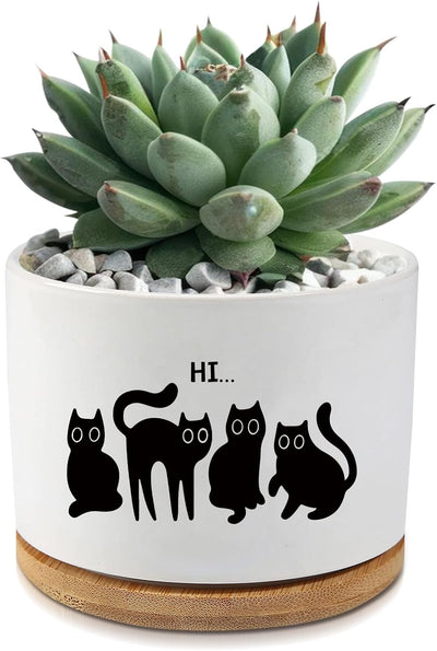 Maceta cerámica para suculentas y cactus decoración