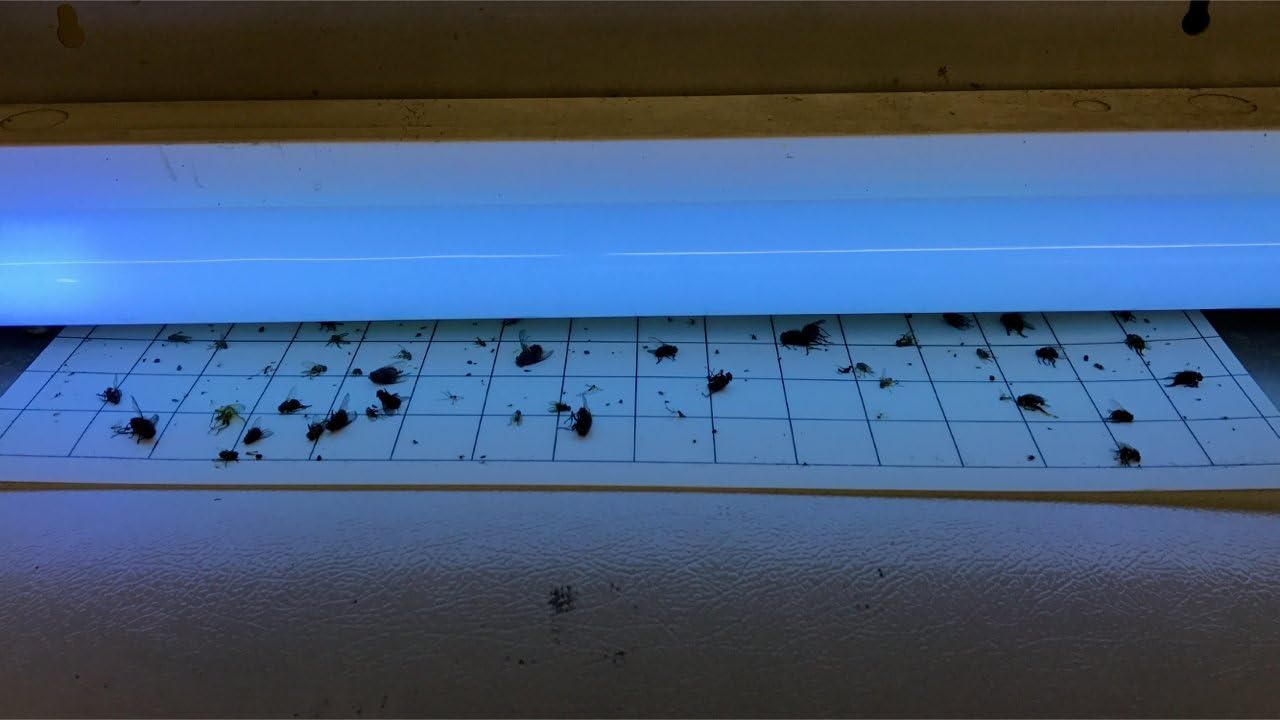 24 Tableros Pegamento Repuesto Trampas Luz Insectos 5x17pulg