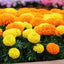 Semillas caléndula anual ornamentales para jardín 1000uds