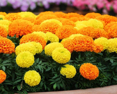 Semillas caléndula anual ornamentales para jardín 1000uds