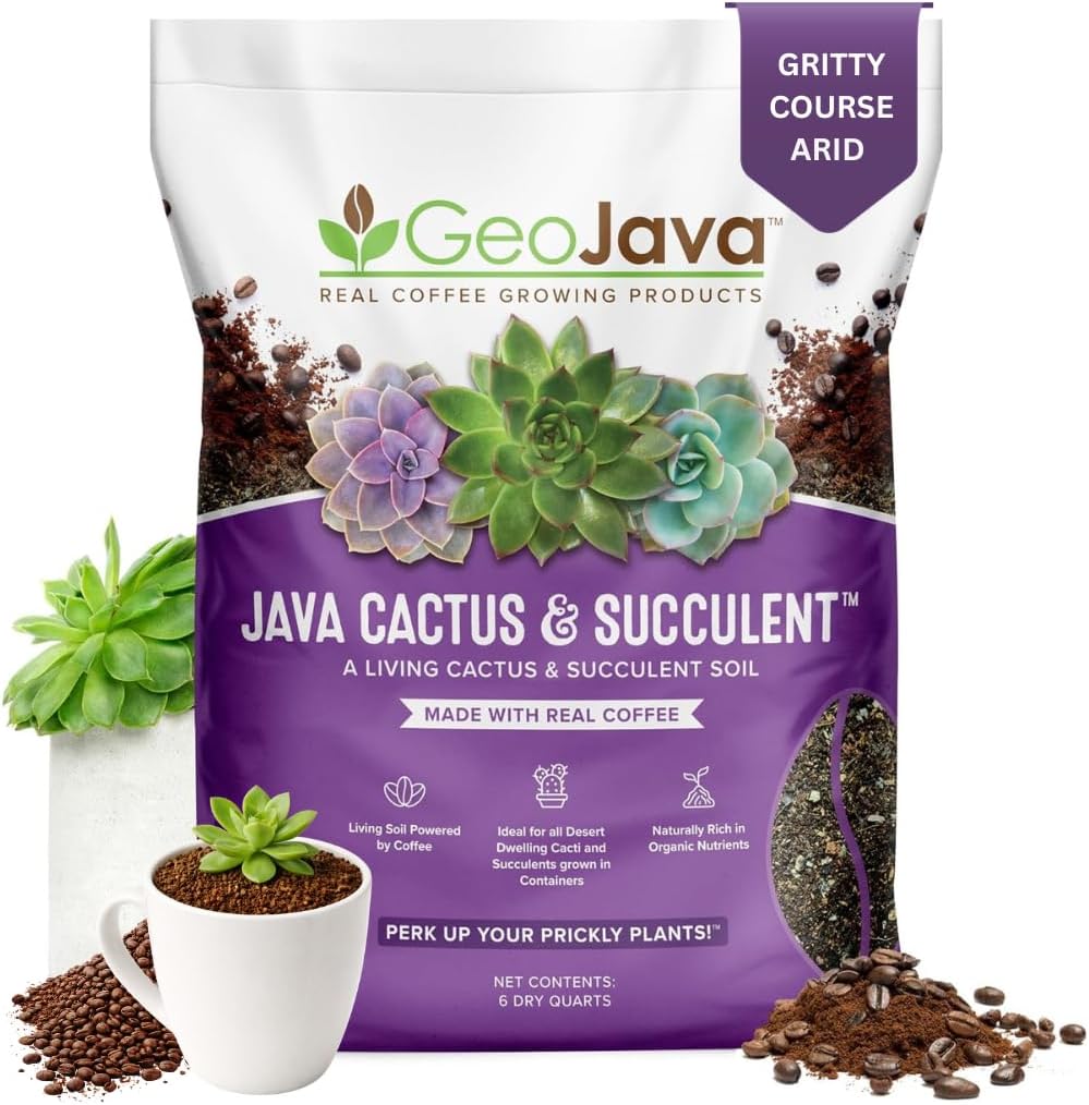 Cactus Java suelo suculento drenaje rápido maceta