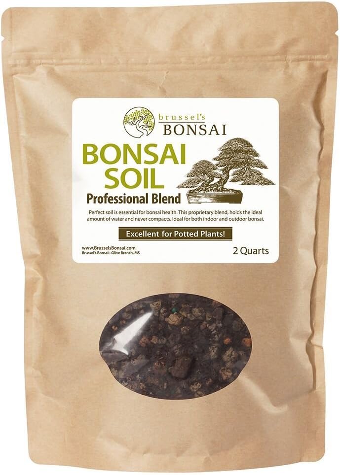 Árbol bonsái Bruselas para exteriores olla cerámica