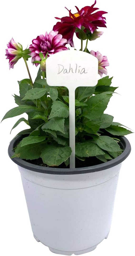 Etiquetas plástico extragruesas estilo T para plantas 20uds