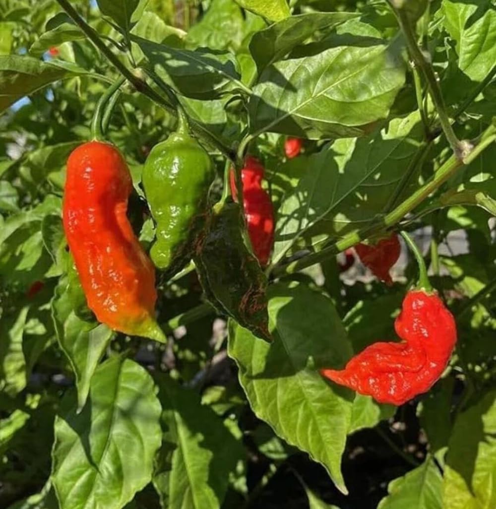 Semillas pimiento Bhut Jolokia picante genuino EE.UU.