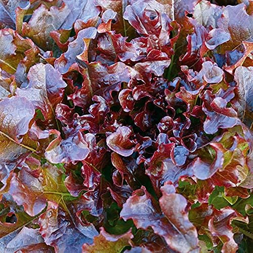Ensaladera semillas lechuga roja sin OMG 0.07oz