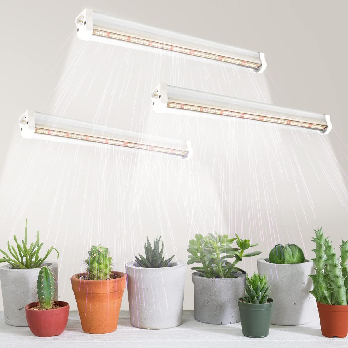 Luces LED T5 5000K espectro completo cultivo suculentas