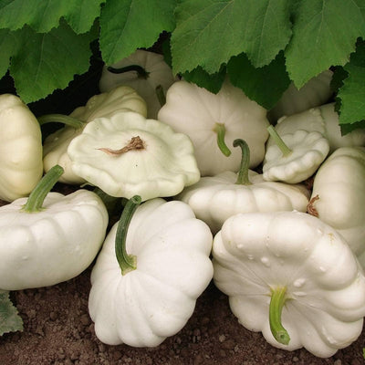 25 Semillas Calabaza Vieira Arbusto Blanco Temprano