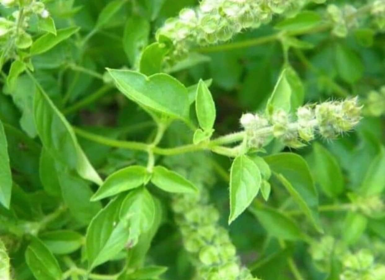 Semillas de hierba Vietnam Ocimum gratissimum 200 unidades