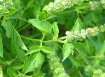 Semillas de hierba Vietnam Ocimum gratissimum 200 unidades