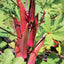 50 Semillas Okra Rojo Burdeos para Plantar