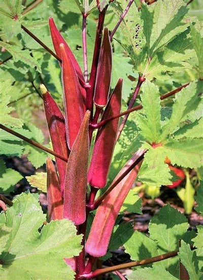50 Semillas Okra Rojo Burdeos para Plantar