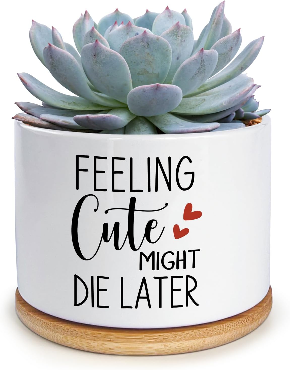 Macetas cerámica para suculentas y cactus regalo