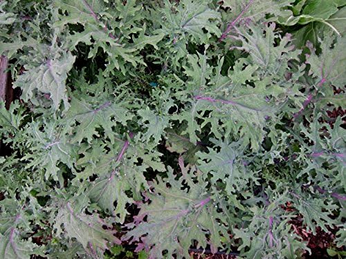Semillas col rizada rusa roja orgánica 1/2lb