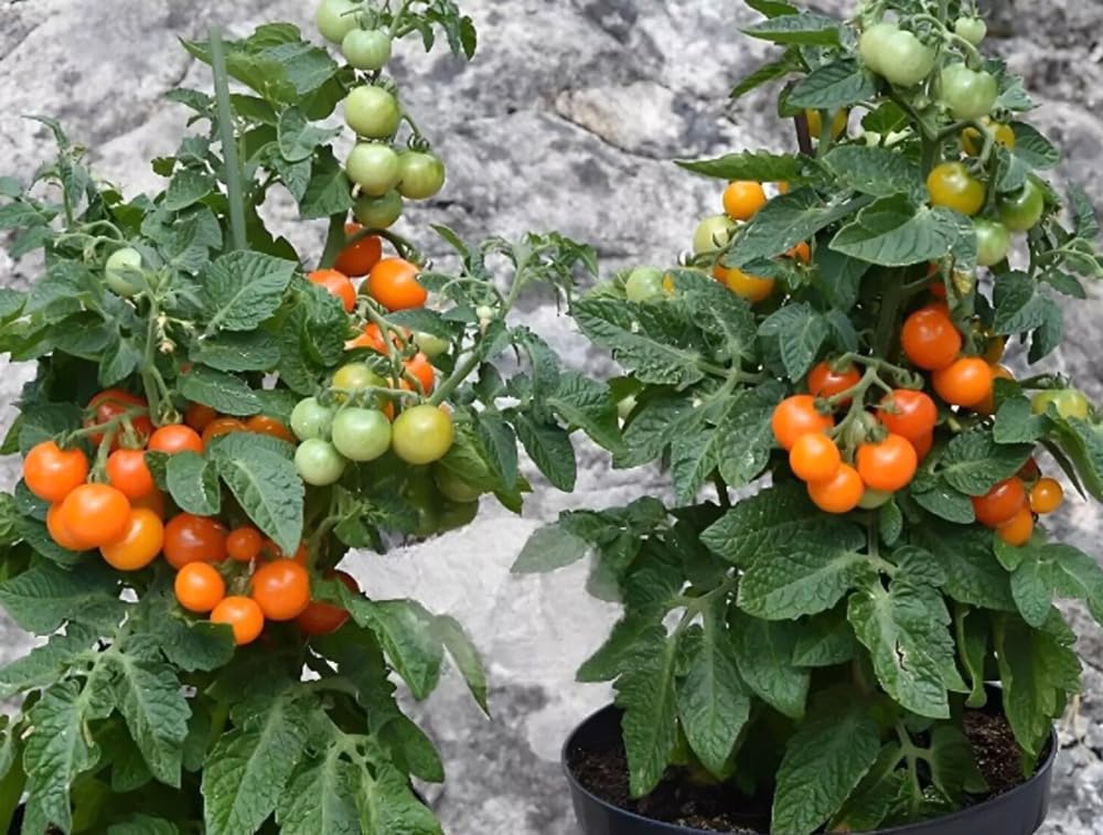 100 Semillas Tomate Micro Enano Naranja Sin OMG