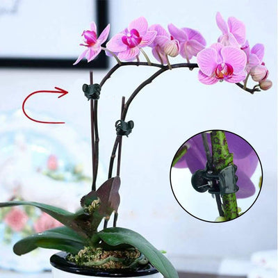 Clips soporte orquídeas tallos plantas trepadoras 30uds