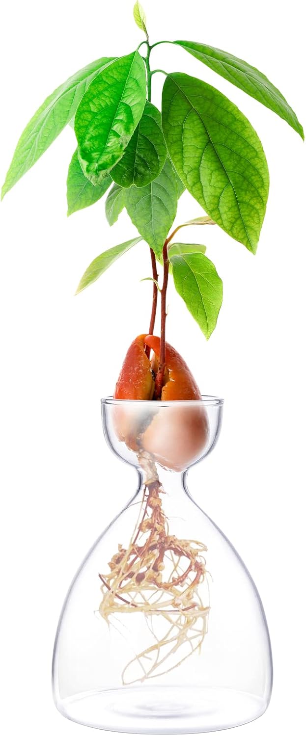 Jarrón transparente para cultivo de semillas de aguacate