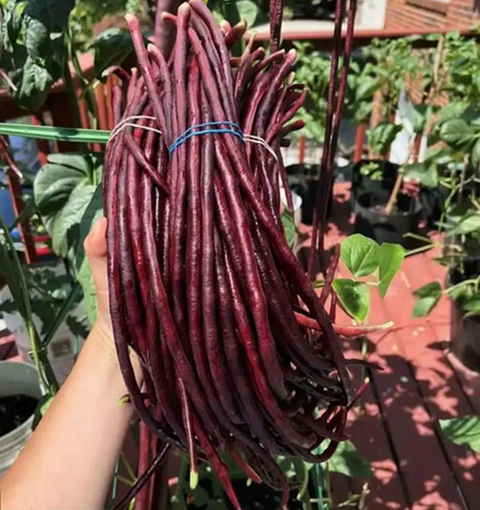 30 Semillas Frijol Largo Verde/Rojo para Jardín