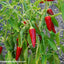120 Semillas Pimiento Picante Anaheim 0.04oz Heirloom