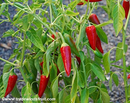 120 Semillas Pimiento Picante Anaheim 0.04oz Heirloom
