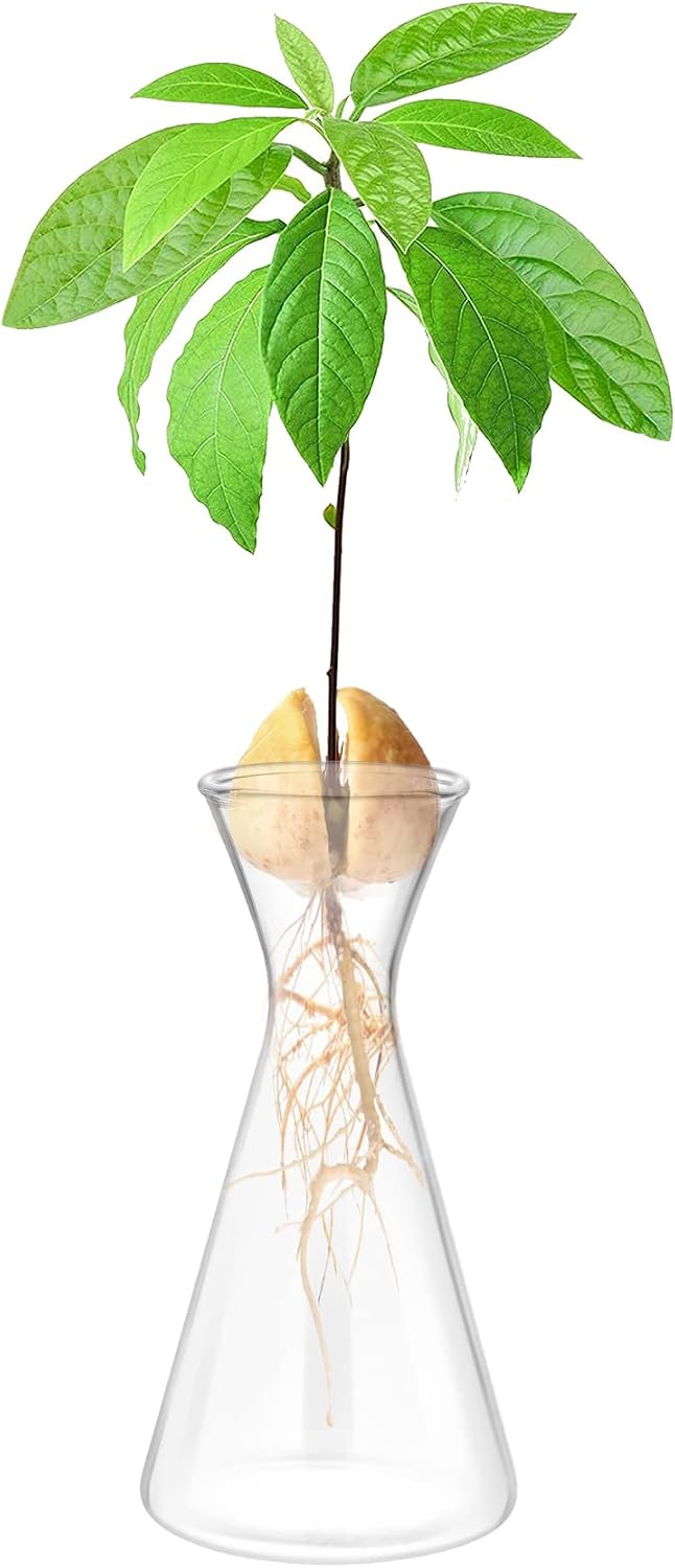 Jarrón cultivo aguacate vidrio maceta hidropónica decoración hogar