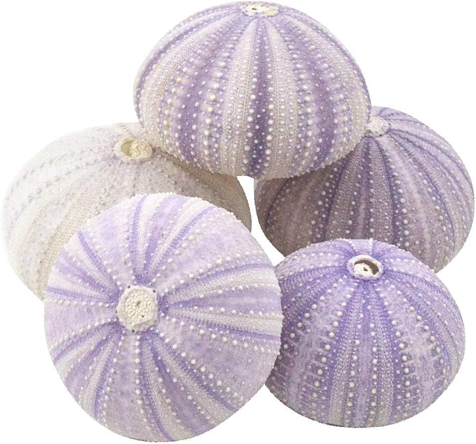 Conchas moradas para erizos mar 1.5-2.5pulg soporte plantas