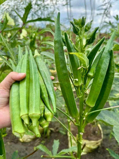 100 Semillas Okra Orgánicas 99% Germinación Fabricado EE.UU.