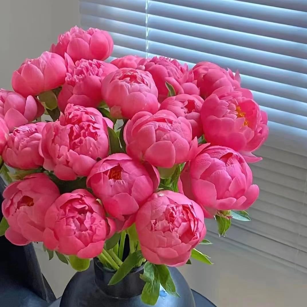 100 Semillas Peonía Lactiflora Tallo Largo Floristería