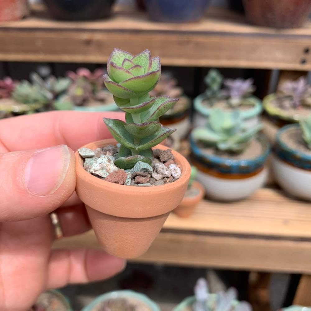 Macetas terracota 1.2pulg con drenaje para cactus interiores
