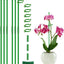 6 Estacas Soporte Plantas 17pulg 3-5pies con Clips