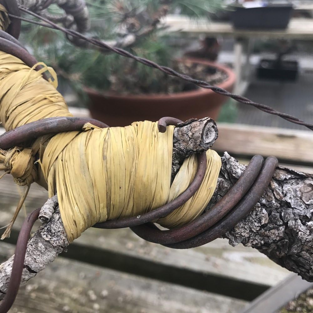 Rafia para bonsái protección ramas cableado