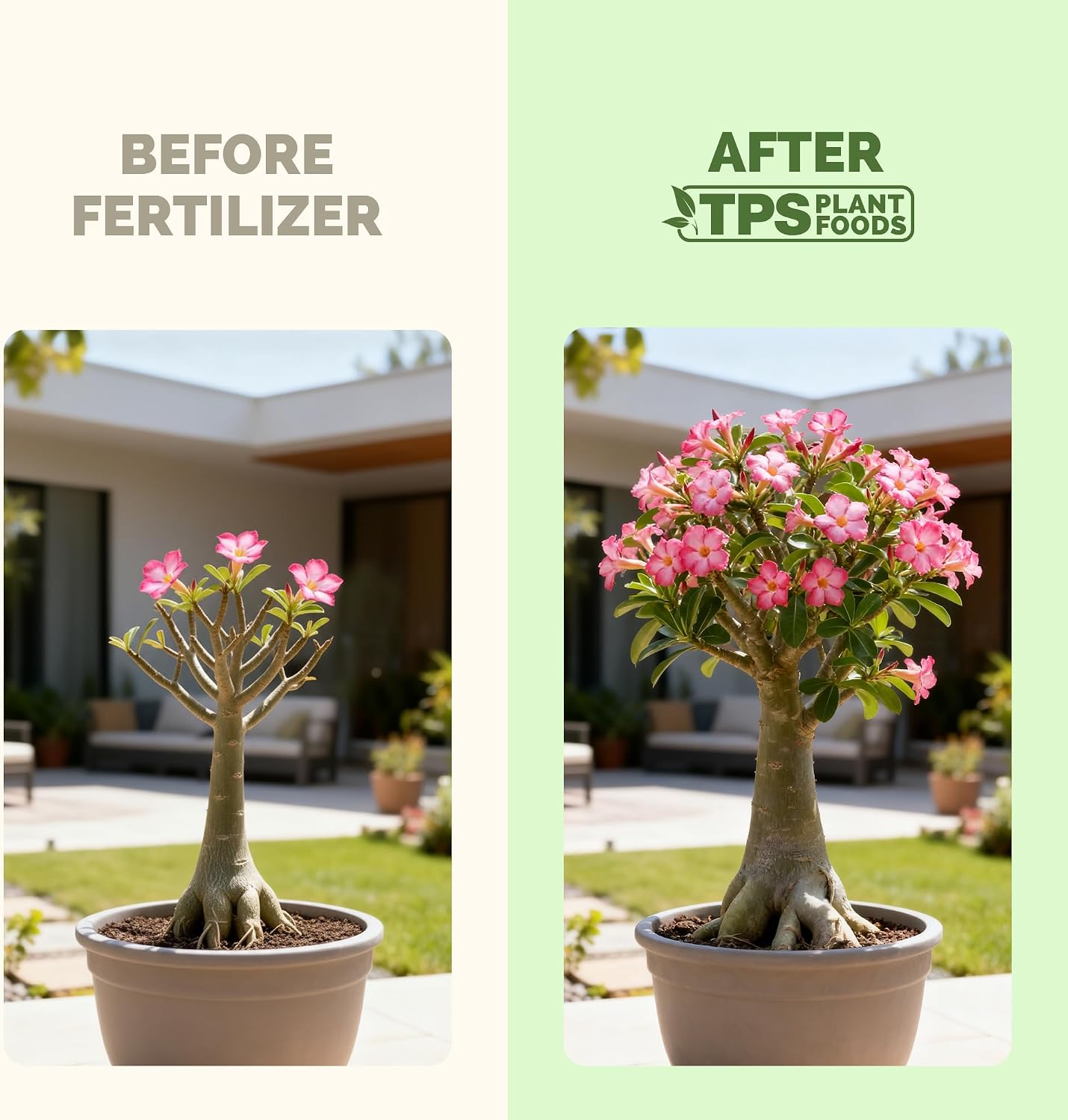 Fertilizante líquido para Desert Rose 8oz