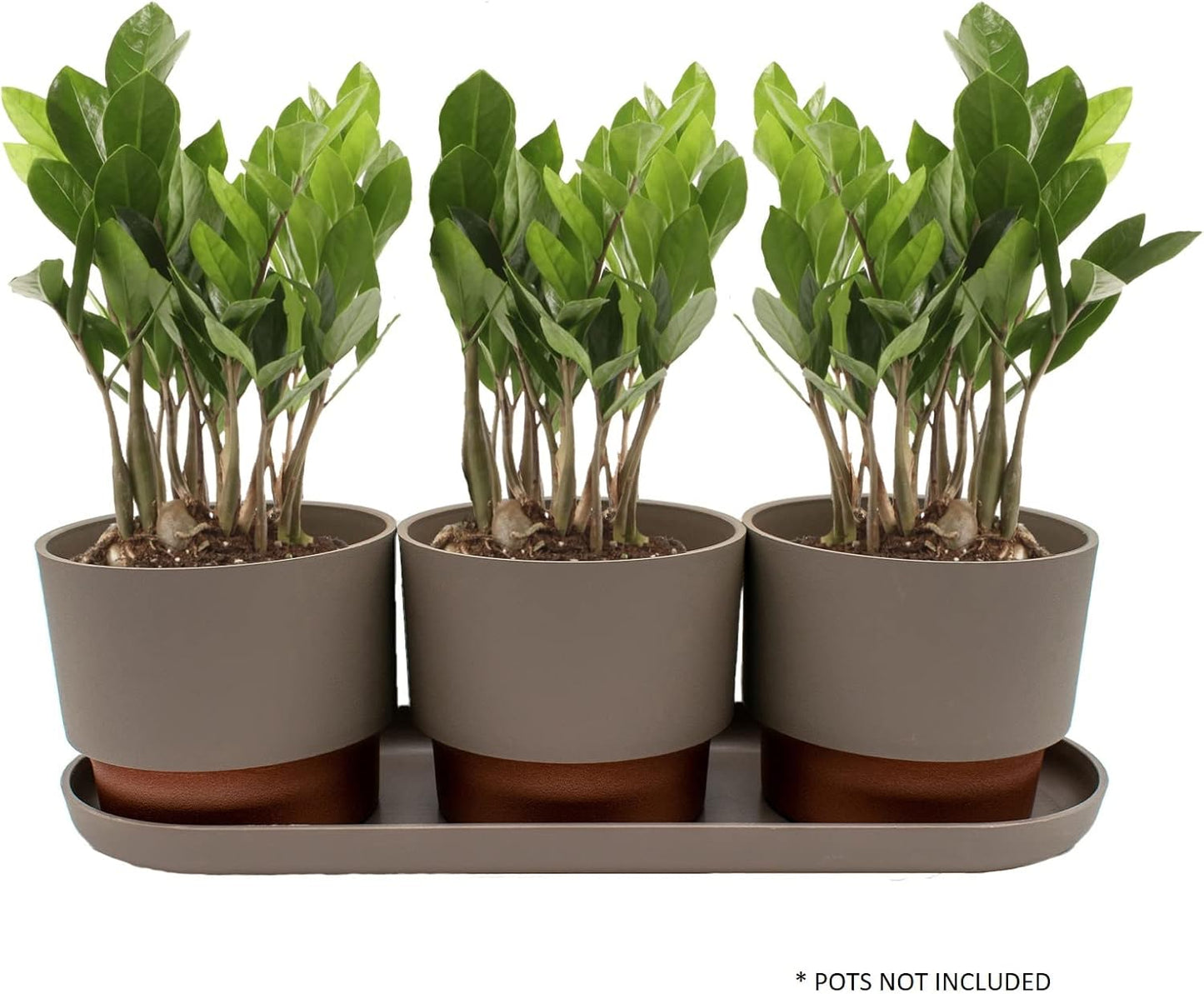 Platillo ovalado 15pulg para plantas Sprite color gris pardo