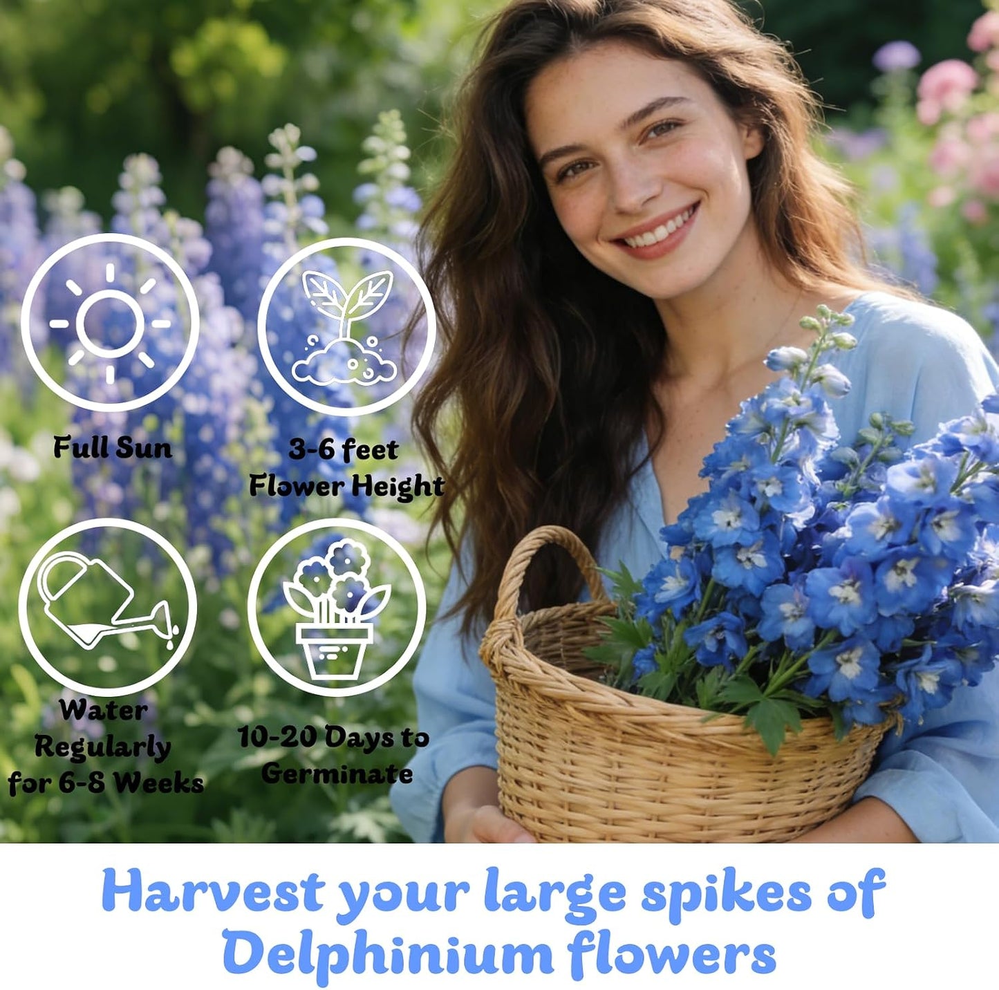 Semillas espuela de alcatriz mixtas para plantar al aire libre