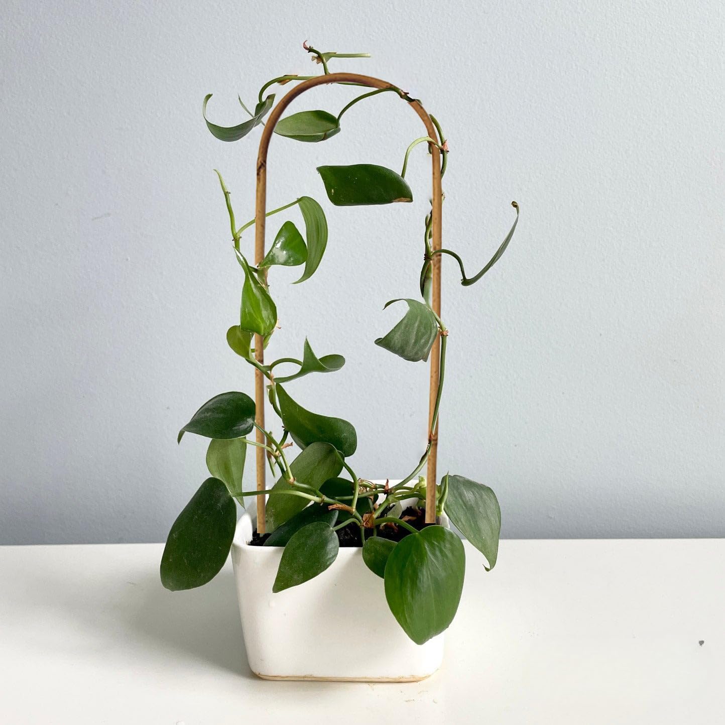 20 Aros U Bambú 16pulg para Plantas Trepar Vides