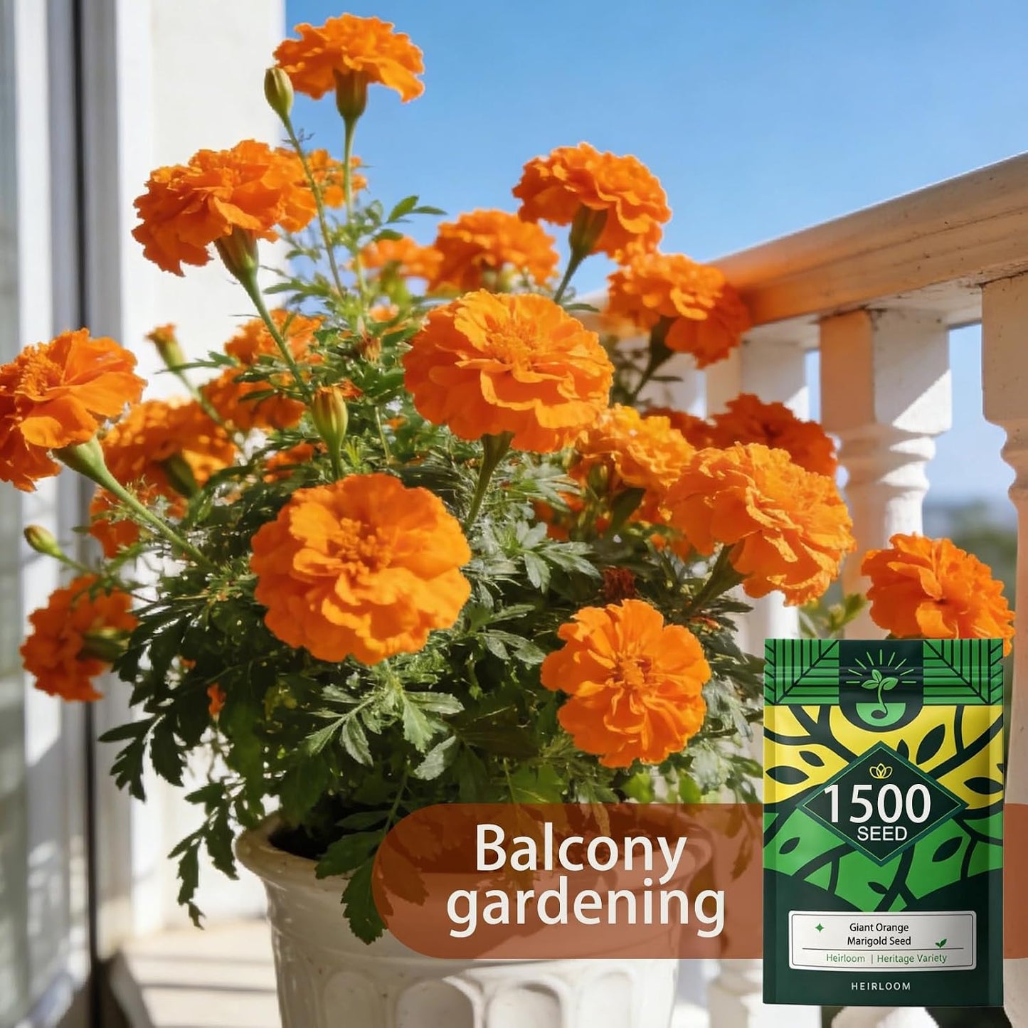 Semillas caléndula naranja para jardín balcones ventanas