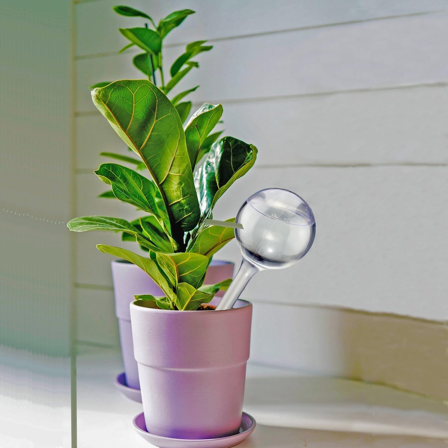 Globos riego automático para plantas interior exterior