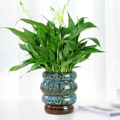 Maceta cerámica 5pulg para orquídeas y suculentas con drenaje