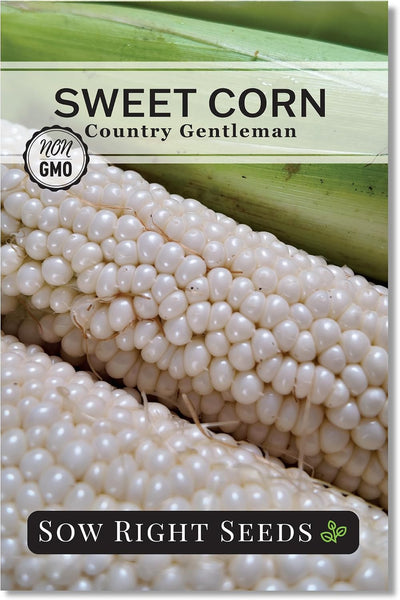 Semillas maíz dulce Country Gentleman para jardín