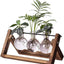 Estación propagación terrario 3 jarrones vidrio madera Boho