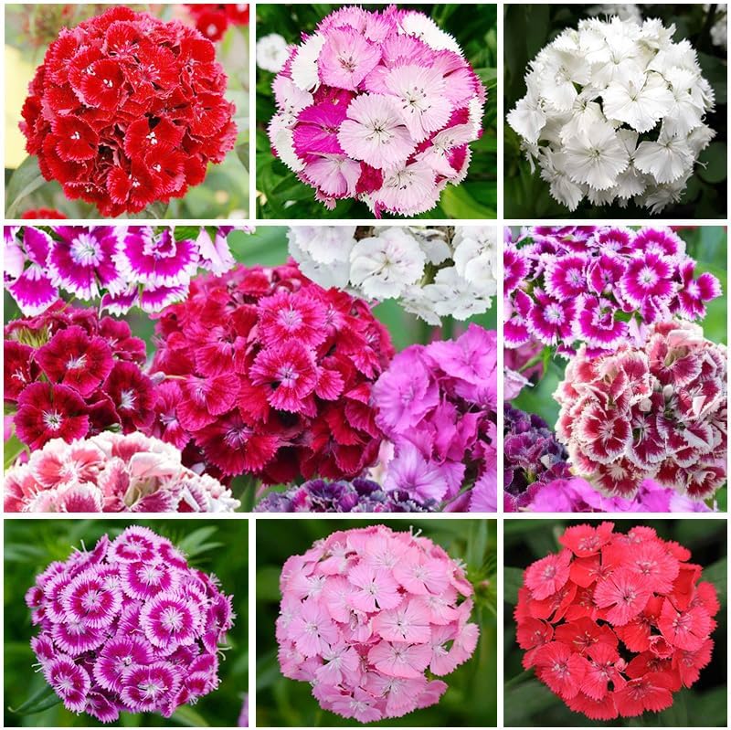 Mezcla semillas Dianthus Barbatus para jardín sin OMG