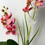 30 Estacas Acrílicas para Orquídeas y 30 Clips Soporte