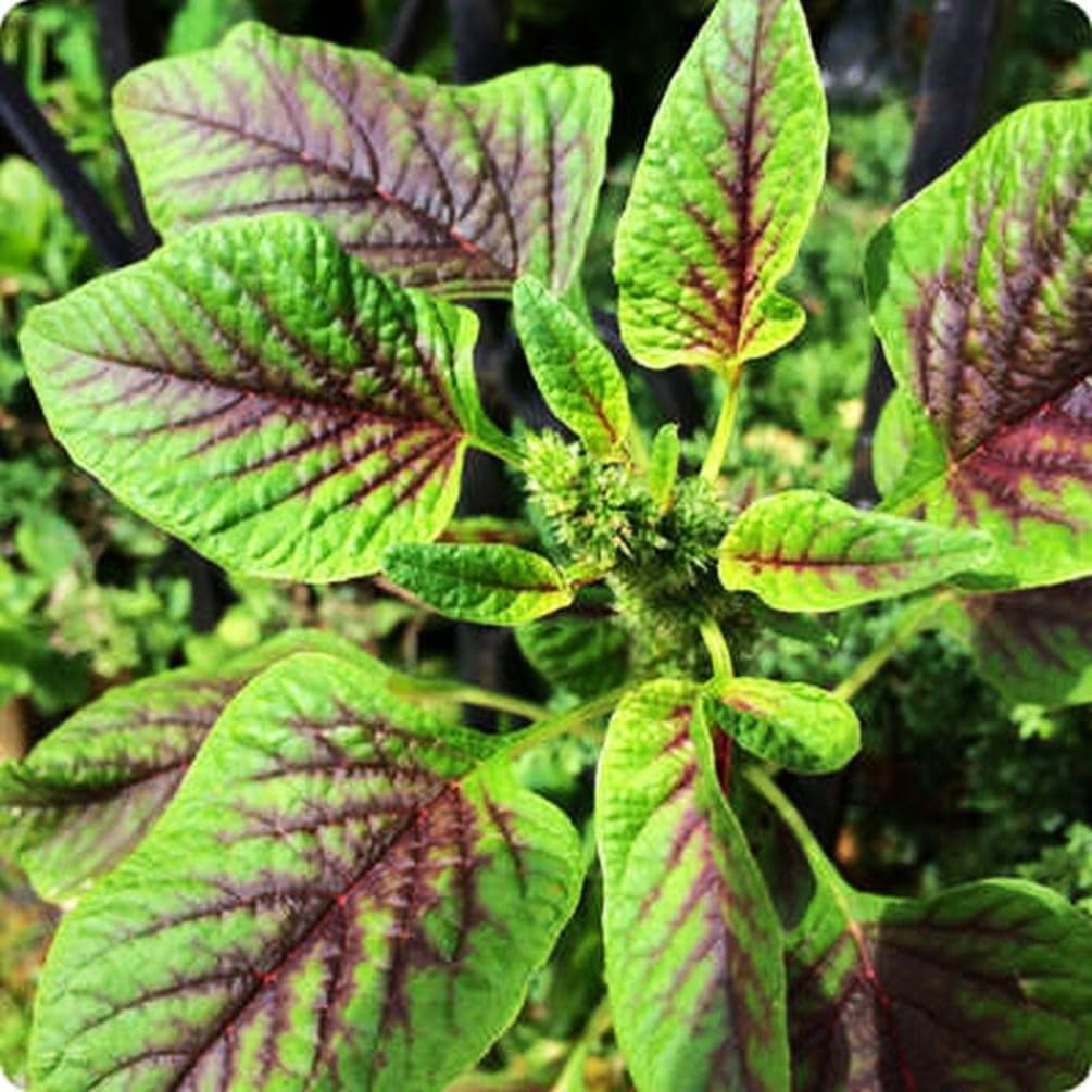 500 Pzas Semillas Amaranto Hoja Rayas Rojas y Es Spinaca Verde