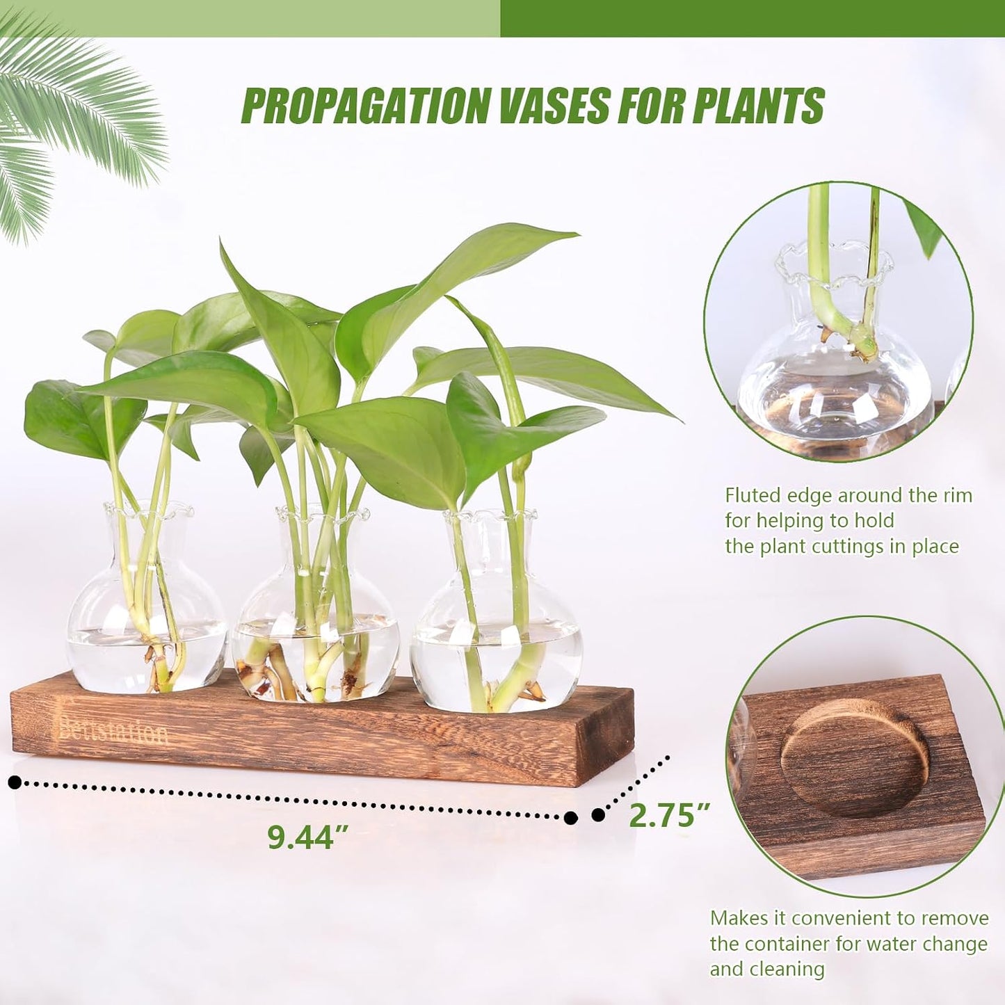 Estación propagación plantas madera vidrio decoración