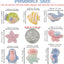 8 imanes decorativos 3D marino para nevera y oficina