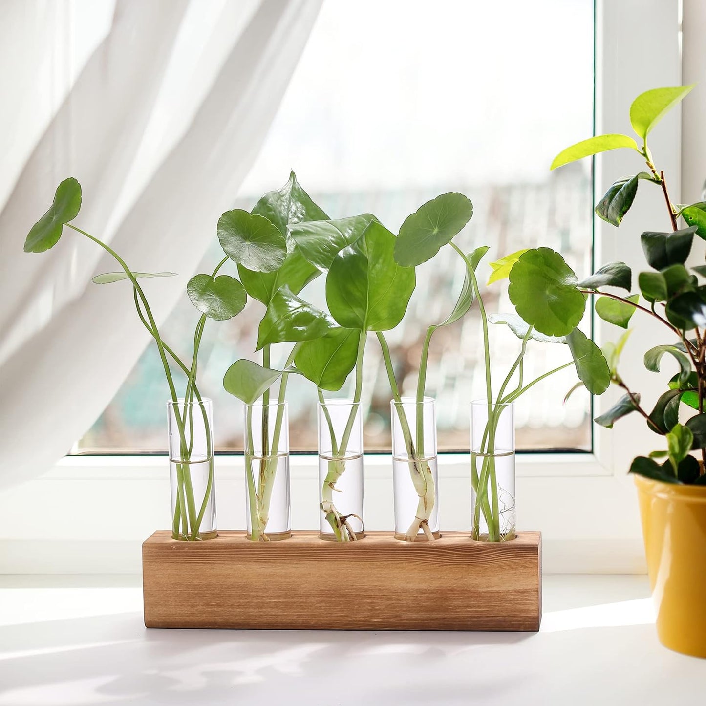 Soporte terrario madera decoración escritorio