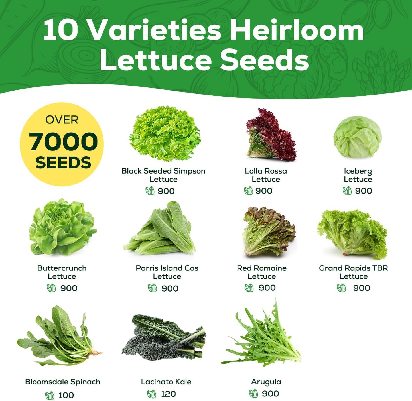 Semillas lechuga Heirloom 10 variedades jardín hidropónico